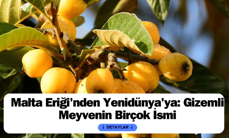 Malta Eriği