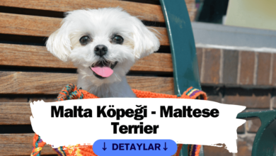 Malta Köpeği - Maltese Terrier Sevgi Dolu Bir Arkadaş